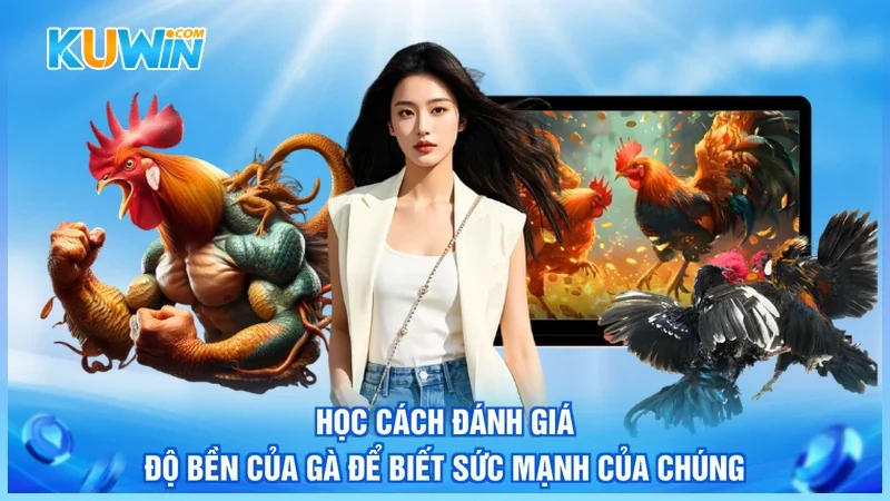 Kuwin Đá gà cựa sắt Học cách đánh giá độ bền của gà để biết sức mạnh của chúng