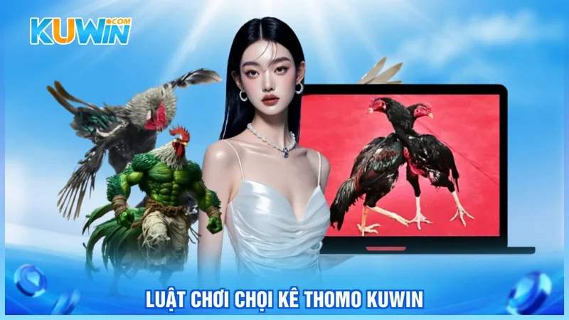 Kuwin Đá gà thomo Luật chơi chọi kê thomo Kuwin