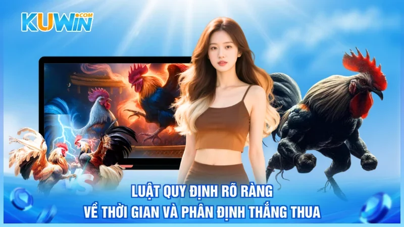Kuwin Đá gà cựa sắt Luật quy định rõ ràng về thời gian và phân định thắng thua